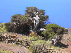 Aussergewhnliche Formen Sabinar El Hierro