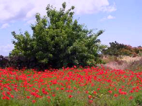 El Pinar Mohnblumenfeld El Hierro