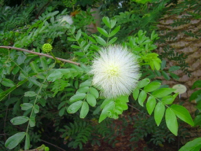 botanischer garten teneriffa puerto 3