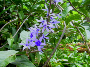 botanischer garten teneriffa puerto 13