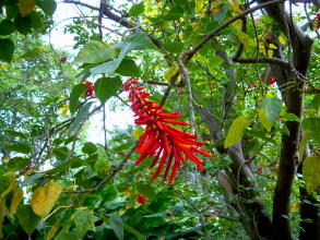 botanischer garten teneriffa puerto 7