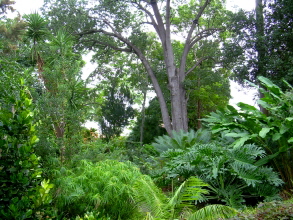 botanische rgarten teneriffa puerto 4