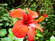 Hibiscus