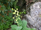 Pflanze auf El Hierro