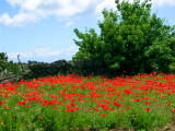 Flora Canarias