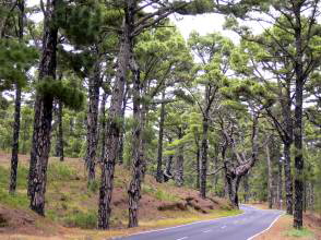 Kiefernwald El Pinar El Hierro