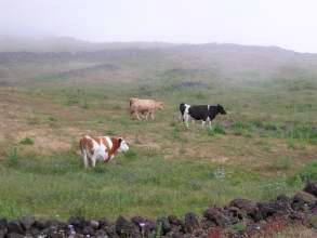 El Hierro Khe auf Weide im Nebel