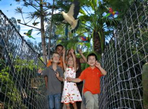 Loro Parque Katandra Treetops Teneriffa