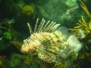 Fisch im Loro Parque