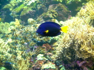 Aquarium im Loro Parque