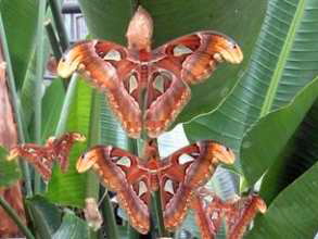 Mariposario Teneriffa