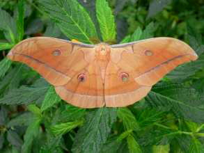 Mariposario Icod de los Vinos auf Teneriffa