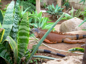 Echse auf Teneriffa Monkey Park