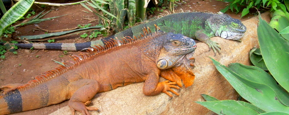 Monkey Park Teneriffa Echsen