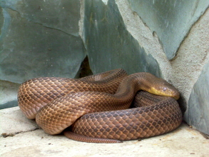 Schlange auf Teneriffa Monkey Park