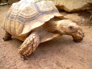 Monkey Park Teneriffa Schildkrte