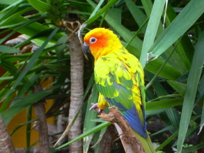 Monkey Park Teneriffa Vogel