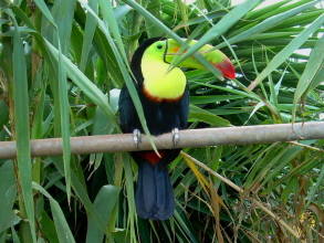 Monkey Park Teneriffa Tucan