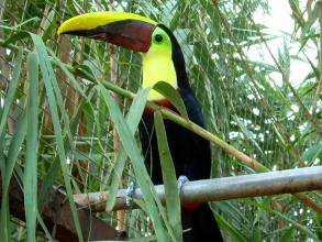 Monkey Park Teneriffa Tucan auf der Sitzstange