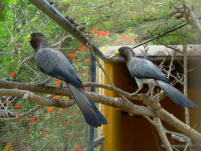 Monkey Park Teneriffa Vgel