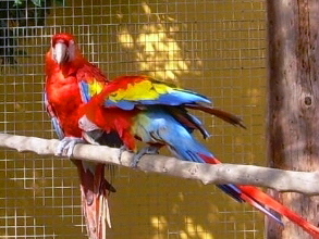 Monkey Park Teneriffa Ara Papagei