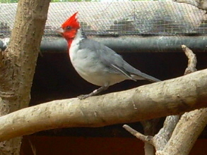 Singvogel im Monkey Park Teneriffa 