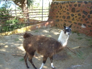 Oasis Valle Teneriffa Lama