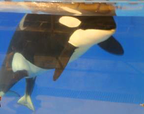 Orca Geburt im Loro Parque