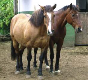 Pferde Finca Estrella Teneriffa