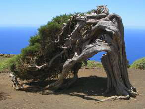 Sabinal El Hierro