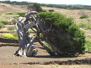 Seitenansicht Sabinar El Hierro