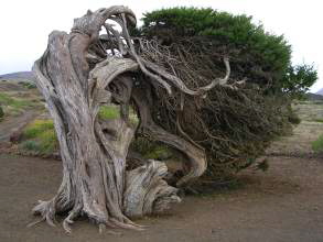 Sabinar El Hierro