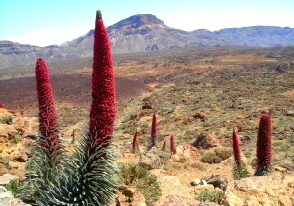 Teide Natternkopf Teneriffa 2