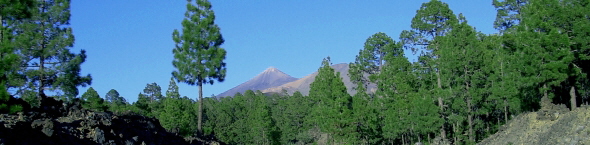 Teide auf Teneriffa vom Wald aus gesehen