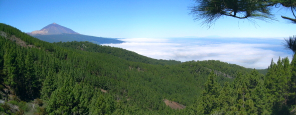 Kiefernwald mit Blick zum Teide auf Teneriffa