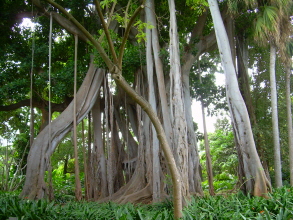 botanischer garten teneriffa