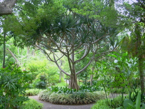 botanischer garten puerto de la cruz