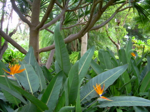 botanischer garten teneriffa puerto