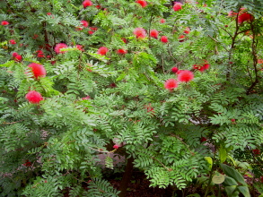 botanischer garten teneriffa puerto 8