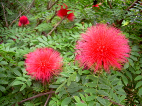 jardin botanico teneriffa