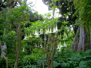 jardin botanico teneriffa 2