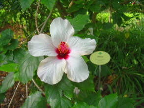 botanischer garten teneriffa puerto 12