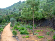 Teneriffa Drago Icod Vegetation