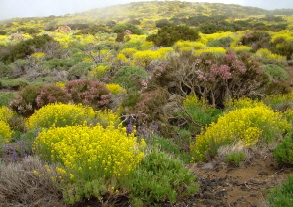 Teneriffa Flora Teide 5