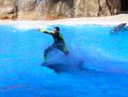 Reiten auf Delfinen im Loro Parque