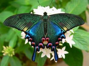 Mariposario auf Teneriffa