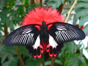 Teneriffa Mariposario Icod de los Vinos