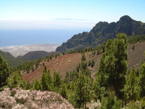 Teneriffa Teide Crucita