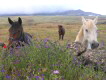 Tiere El Hierro