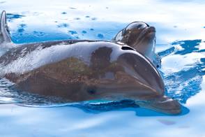 dolphin-baby-im Loro parque